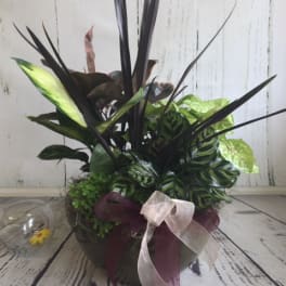 Potted tropical foliage arrangement with a ribbon bow