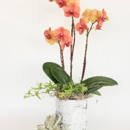 Yellow and Coral Orchid Arrangement