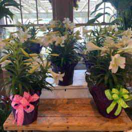 Triple Easter Lilies