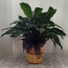 Potted green plant in a woven basket with a purple ribbon
