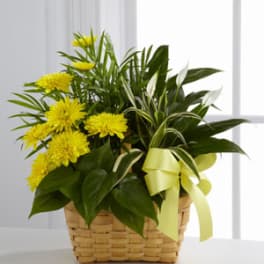 Yellow chrysanthemums in a woven basket with a ribbon bow