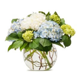 Mighty Hydrangea - TMF13-204