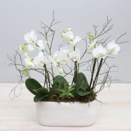 White orchids arranged in a white rectangular planter with succulents