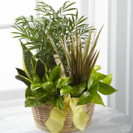 Basket of assorted green houseplants with a yellow ribbon