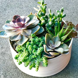 Succulent arrangement in a white ribbed bowl planter