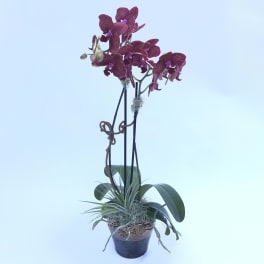Potted orchid arrangement with deep purple blooms and long stems