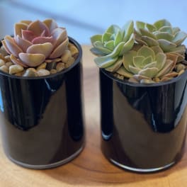 Two small potted succulents in black containers with pebbles on top