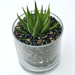 Potted succulent in a clear glass container filled with pebbles