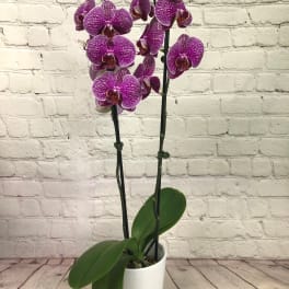 Potted purple phalaenopsis orchid plant with tall flowering stems in a white container