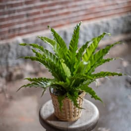 Potted fern in a woven basket on a wooden stool