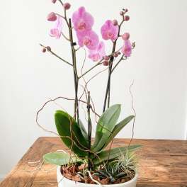 Orchid Zen Garden