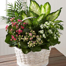 The FTD® Rural Beauty™ Dishgarden