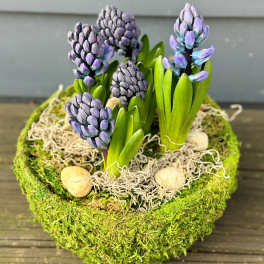 Potted Spring Hyacinth Large