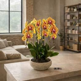 Peach Phalaenopsis Orchid – Grand Luxury Edition