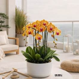 Peach Phalaenopsis Orchid – Elegant Minimal Style