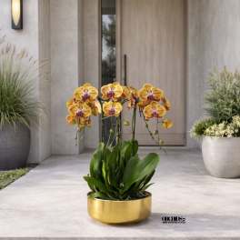 Peach Phalaenopsis Orchid – Luxury Statement Décor