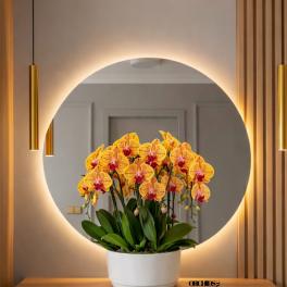Peach Phalaenopsis Orchid – Modern Chic Style