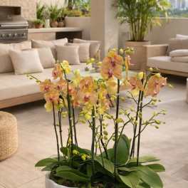 Yellow and pink phalaenopsis orchids planted in a low white ceramic bowl on a modern patio.