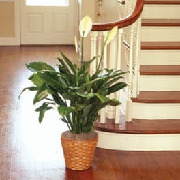PEACE LILY FLOOR PLANT 10"D