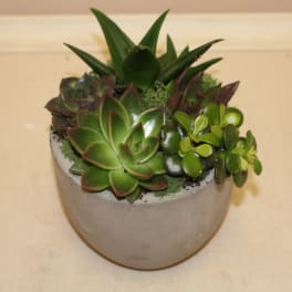 succulent garden bowl