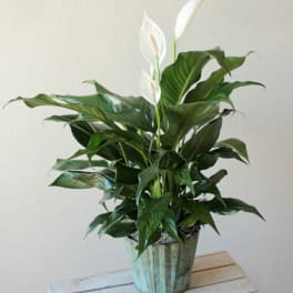 Spathiphyllum - Peace Lily plant- 스파티필룸 식물