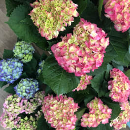 Hydrangeas Plants