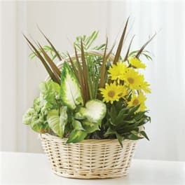 Yellow daisies in a wicker basket with assorted green plants