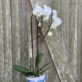 White orchid plant in a blue-and-white ceramic pot
