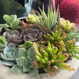 Mixed succulent arrangement in a shallow white planter