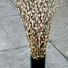 Tall bundle of pussy willow branches in a black vase