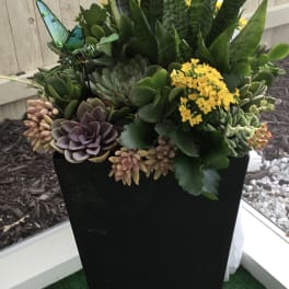 Succulent arrangement in a tall black planter with yellow blooms and butterfly accents