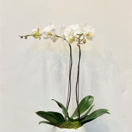 Double White Orchid in White Ceramic