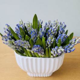 Spring Hyacinth Garden