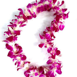 Magenta orchid lei on a white background