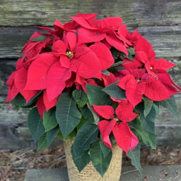 Potted red poinsettia in a woven basket container