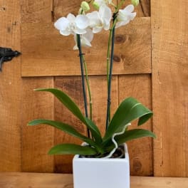 White orchid plant in a square white pot