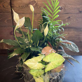 Tropical plant arrangement with white peace lilies in a round container