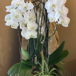 White orchids arranged in a blue ceramic bowl with a small variegated plant
