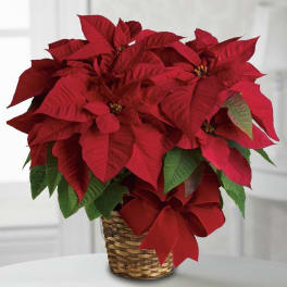 Poinsettia Basket