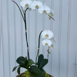 White orchid plant in a wooden container with moss
