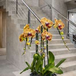 Peach Phalaenopsis Orchid – Boutique Designer Style