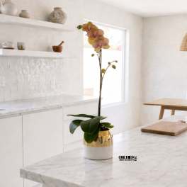 Peach Phalaenopsis Orchid Arrangement – Contemporary Design