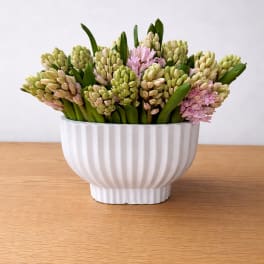 Blush Hyacinth Garden