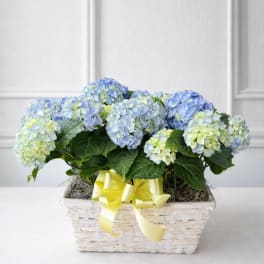 Spring Garden Hydrangea Basket