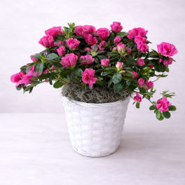Rosé Azalea Plant basket