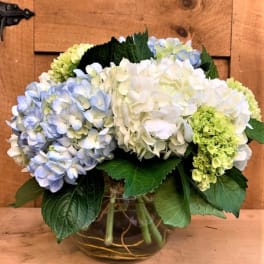 Heavenly Hydrangea
