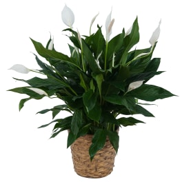 Potted peace lily with white blooms in a woven basket