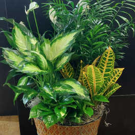 Mixed tropical houseplants in a patterned basket planter