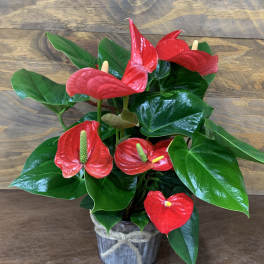 Potted red anthuriums in a metal container with a twine bow