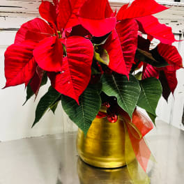 Red poinsettia arrangement in a gold pot with ribbon